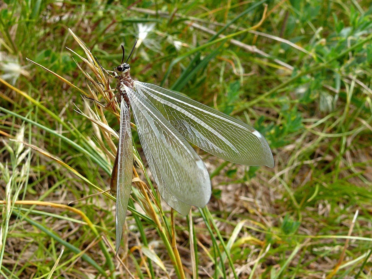 Муравьиный Лев Туранский