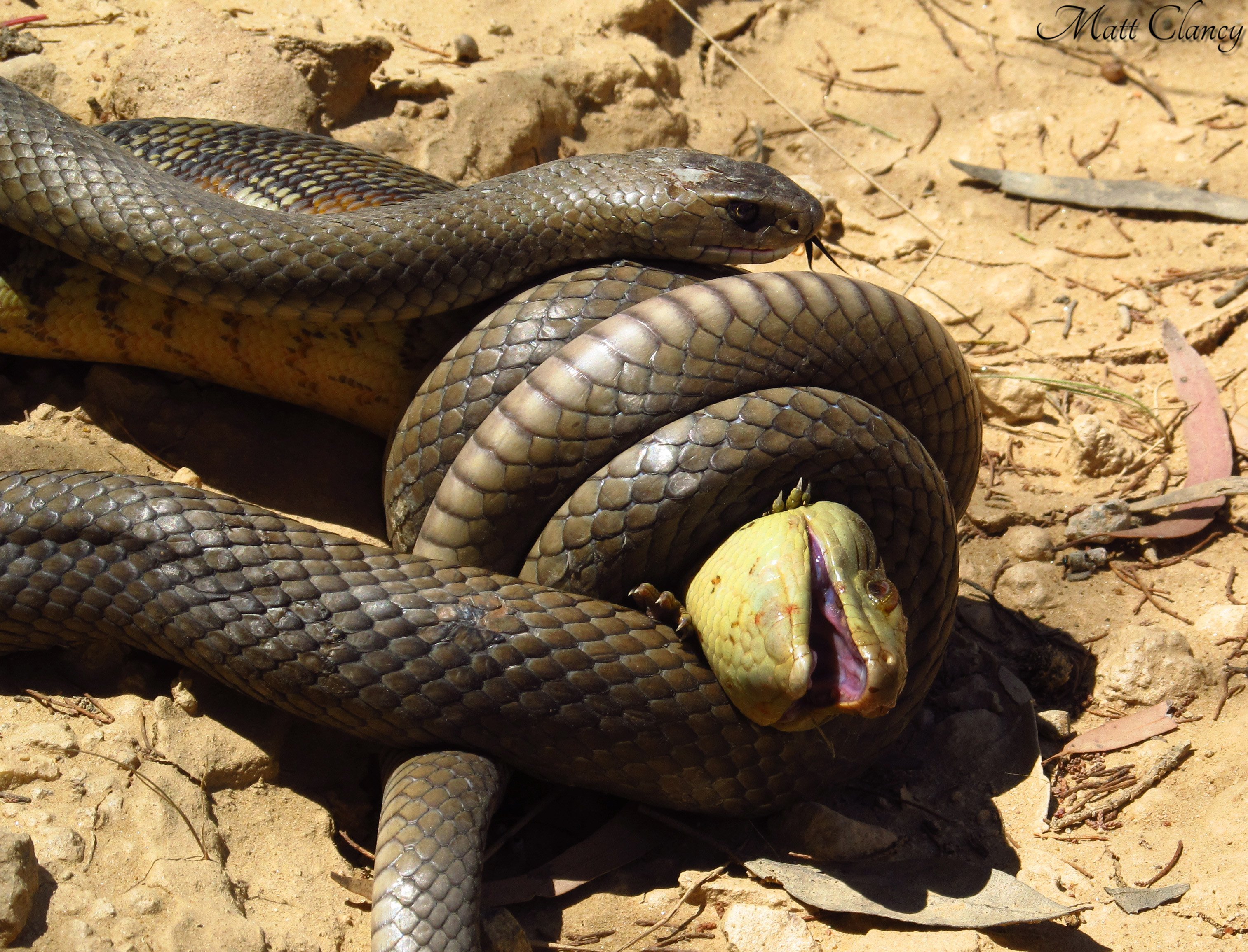 Покажи змею. Тайпан Маккоя змея. Тайпан австралийская тигровая змея. Австралийский Тарпан змея. Самая опасная ядовитая змея Тайпан.