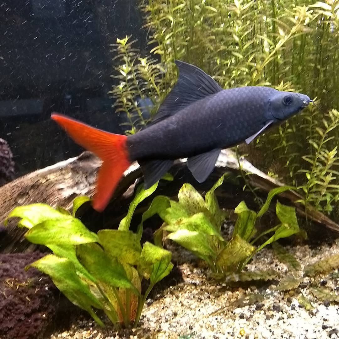 Рыба лабео аквариумная фото и описание