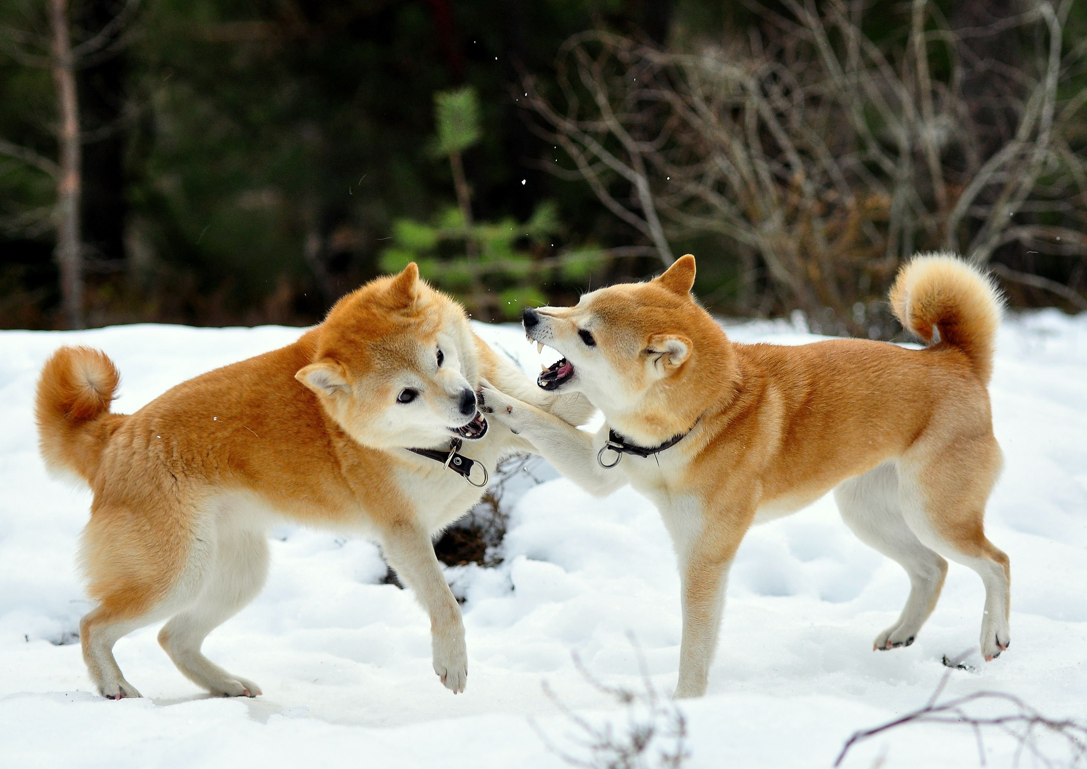Сиба ину видео. Сиба ину. Японская порода собак сиба-ину. Сиба ину щенок. Акита и сиба ину.