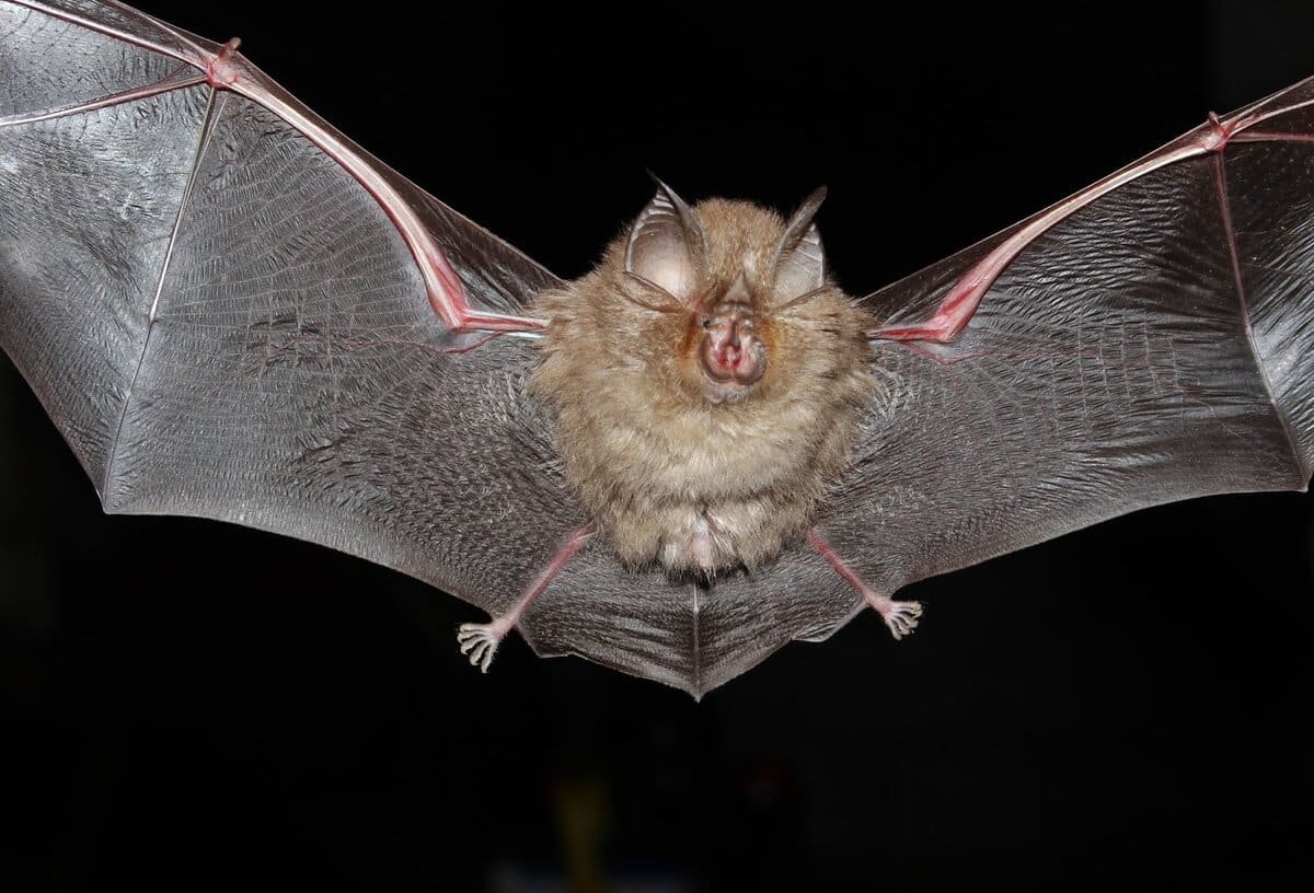 Подковонос Мегели