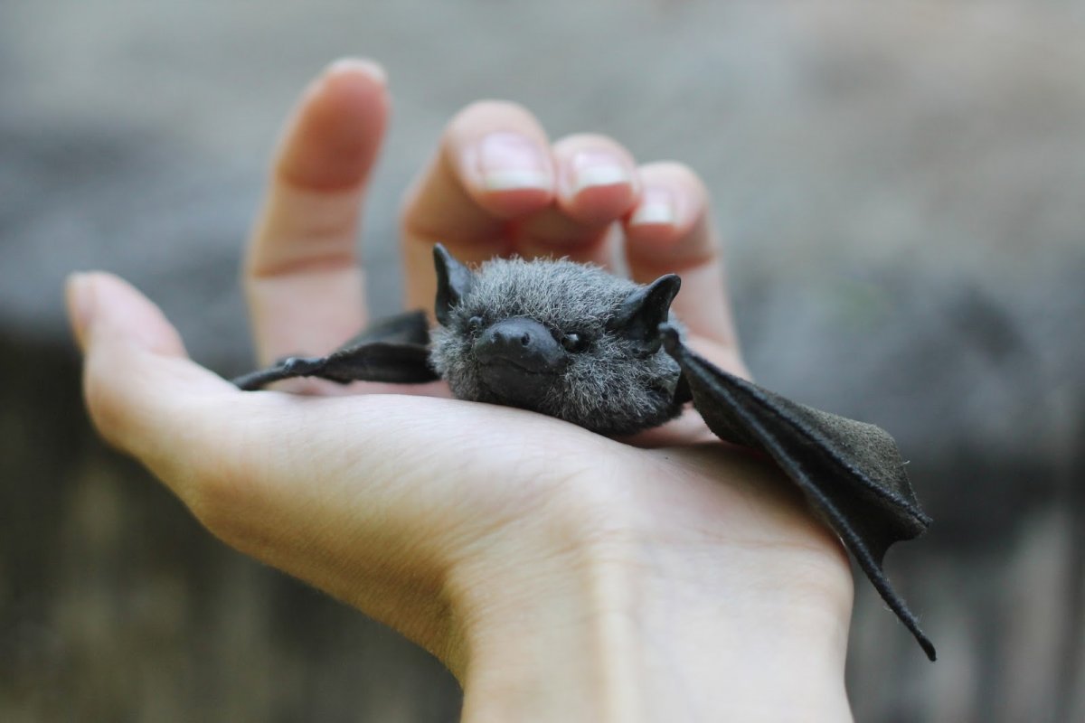 Свиноносая летучая мышь Китти