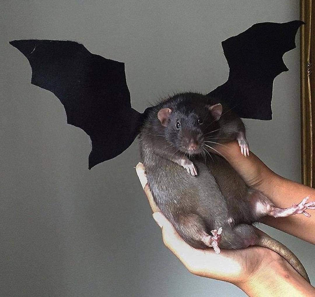 Длиннохвостый крылан