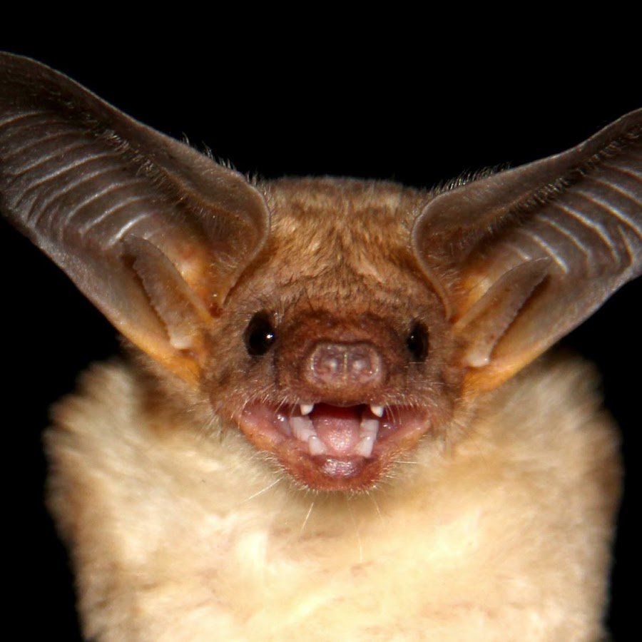 Белобрюхий стрелоух