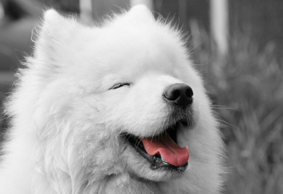 Самоедская лайка
