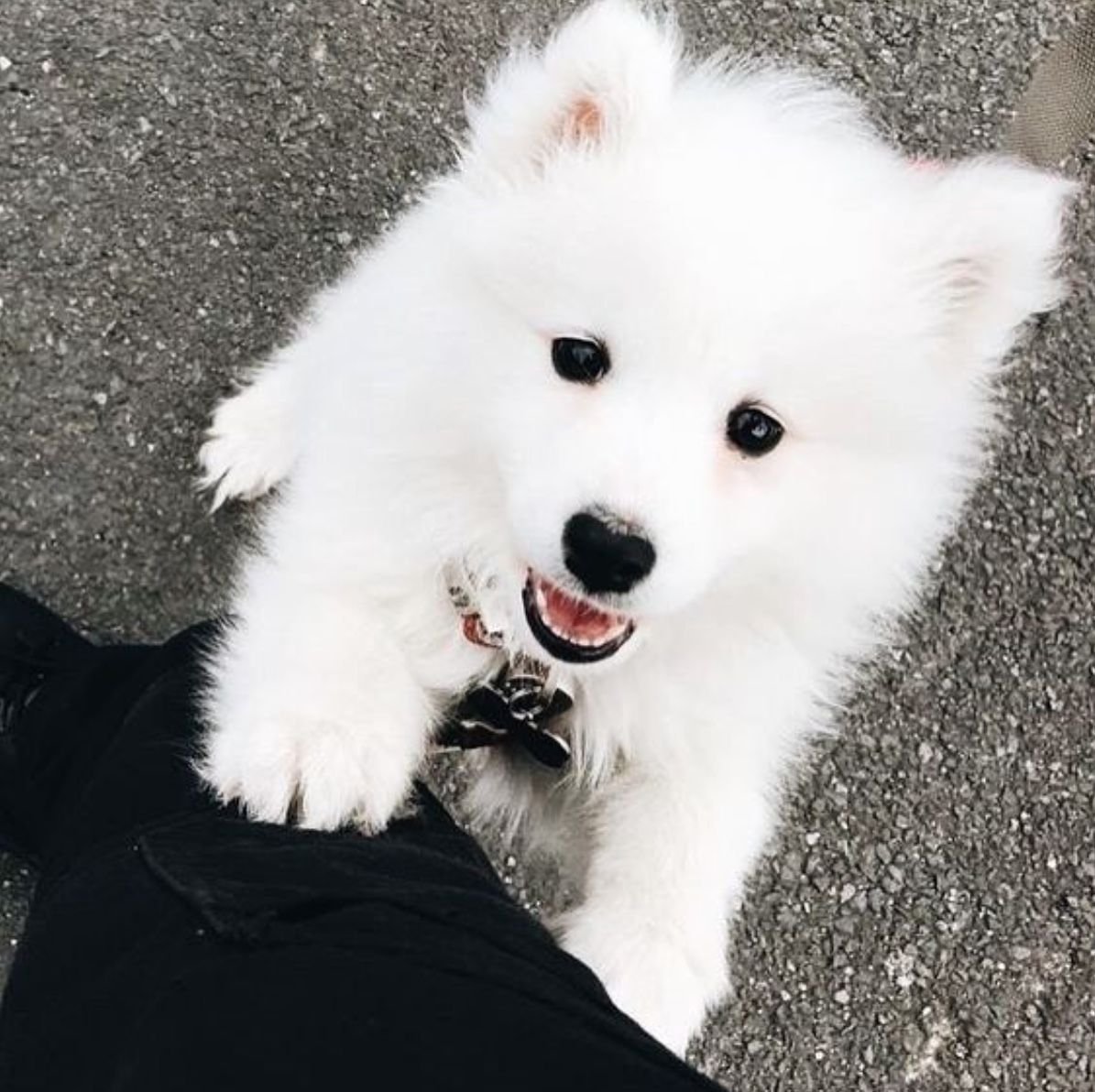 Акита ину и Самоедская лайка