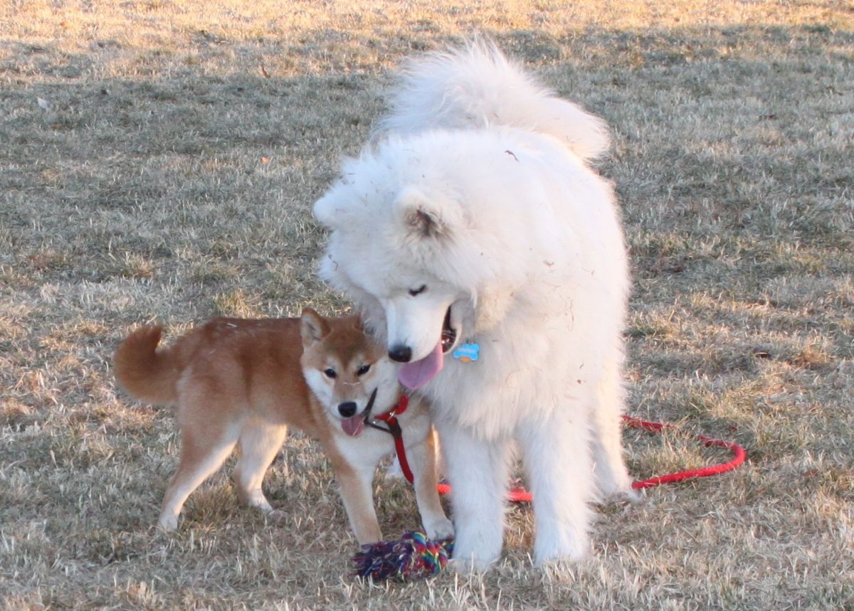 Большие пушистые собаки