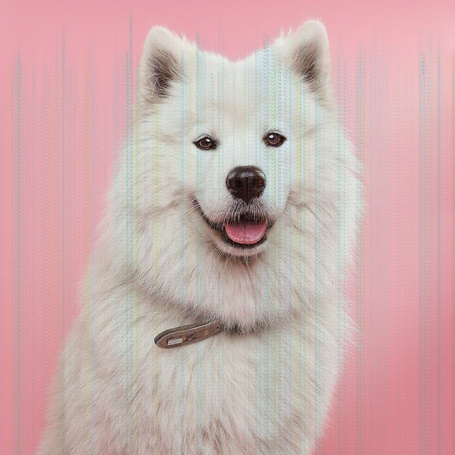 Хаски самоед