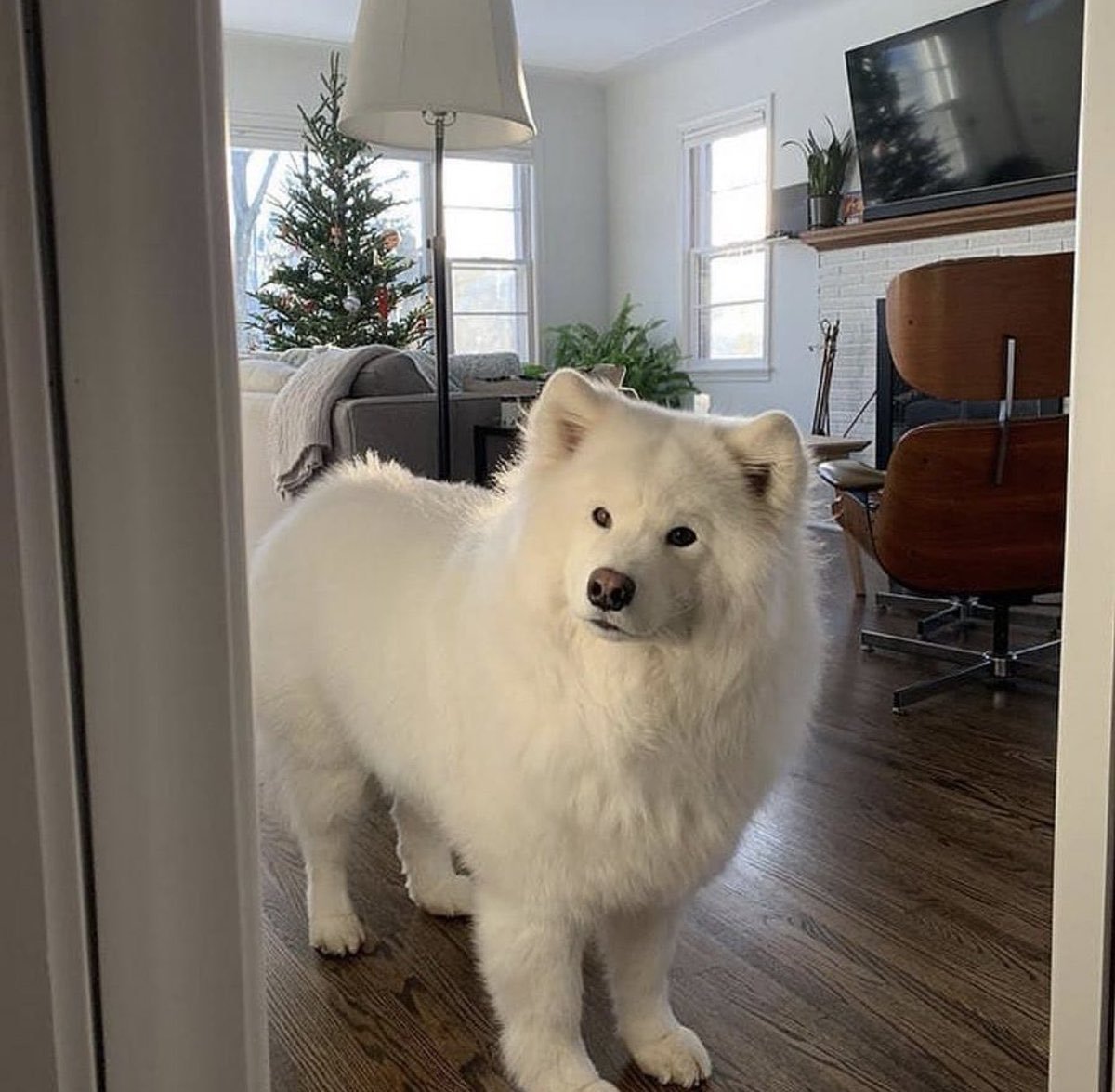 Девушка с собакой