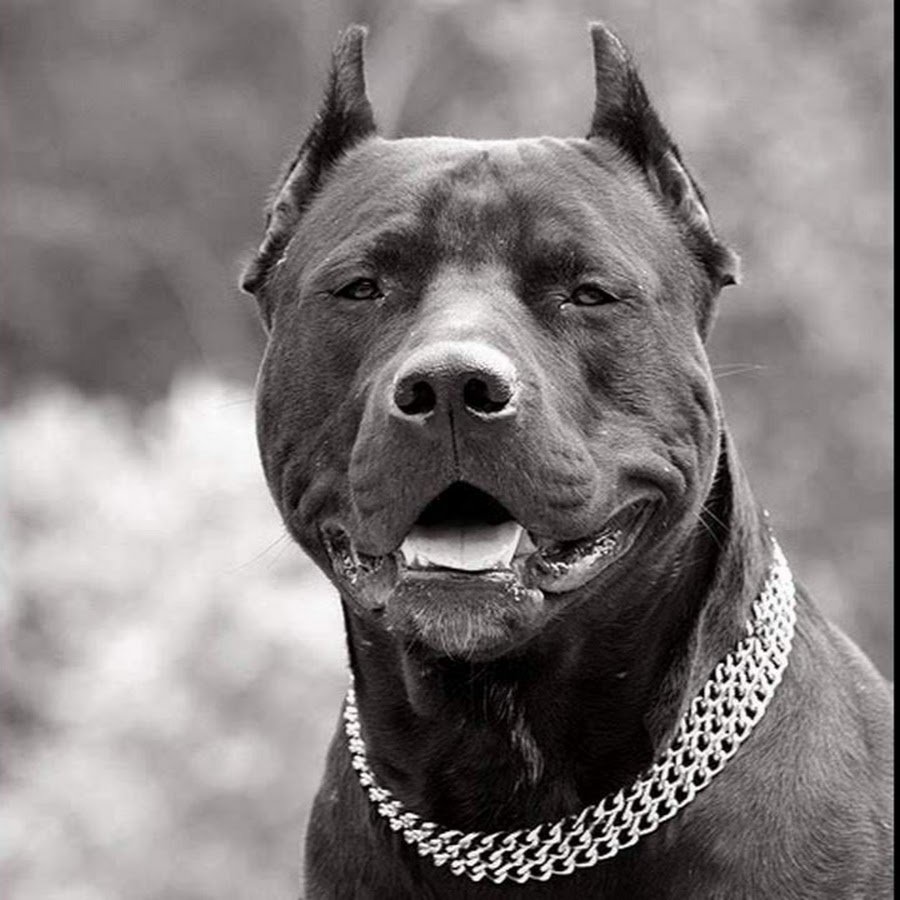 Американский питбультерьер злой