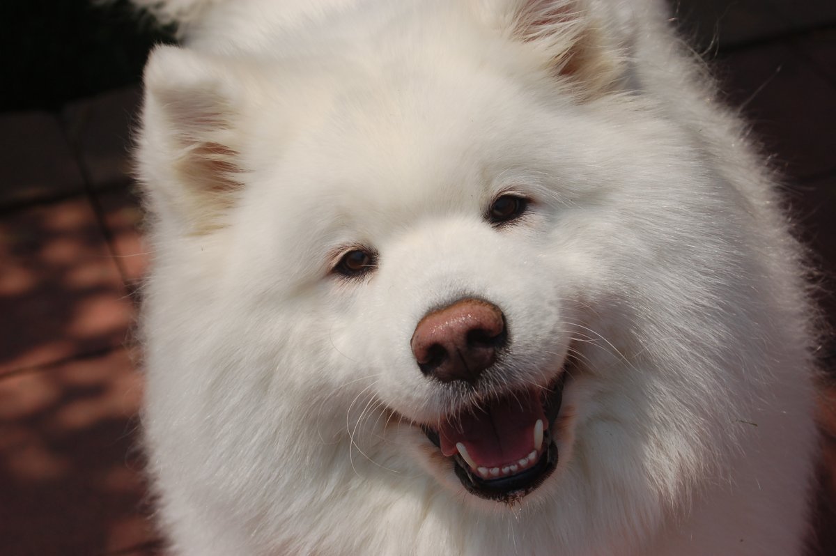 Самоедская лайка