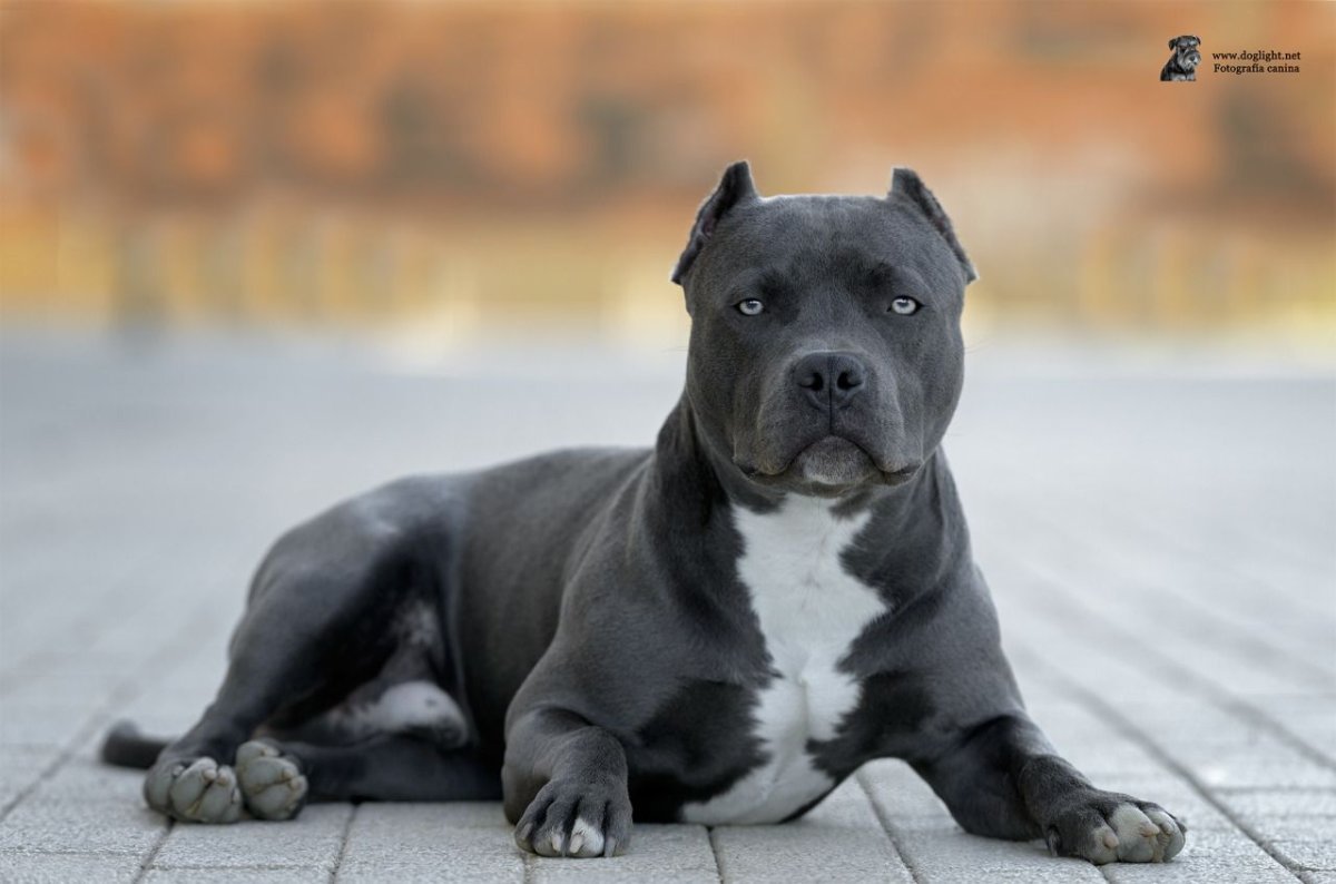 Амстафф черный