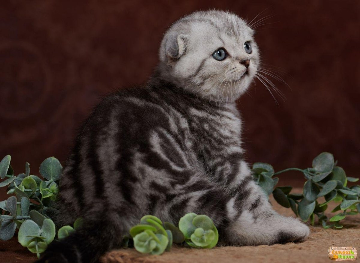 Шотландская вислоухая кошка мраморная