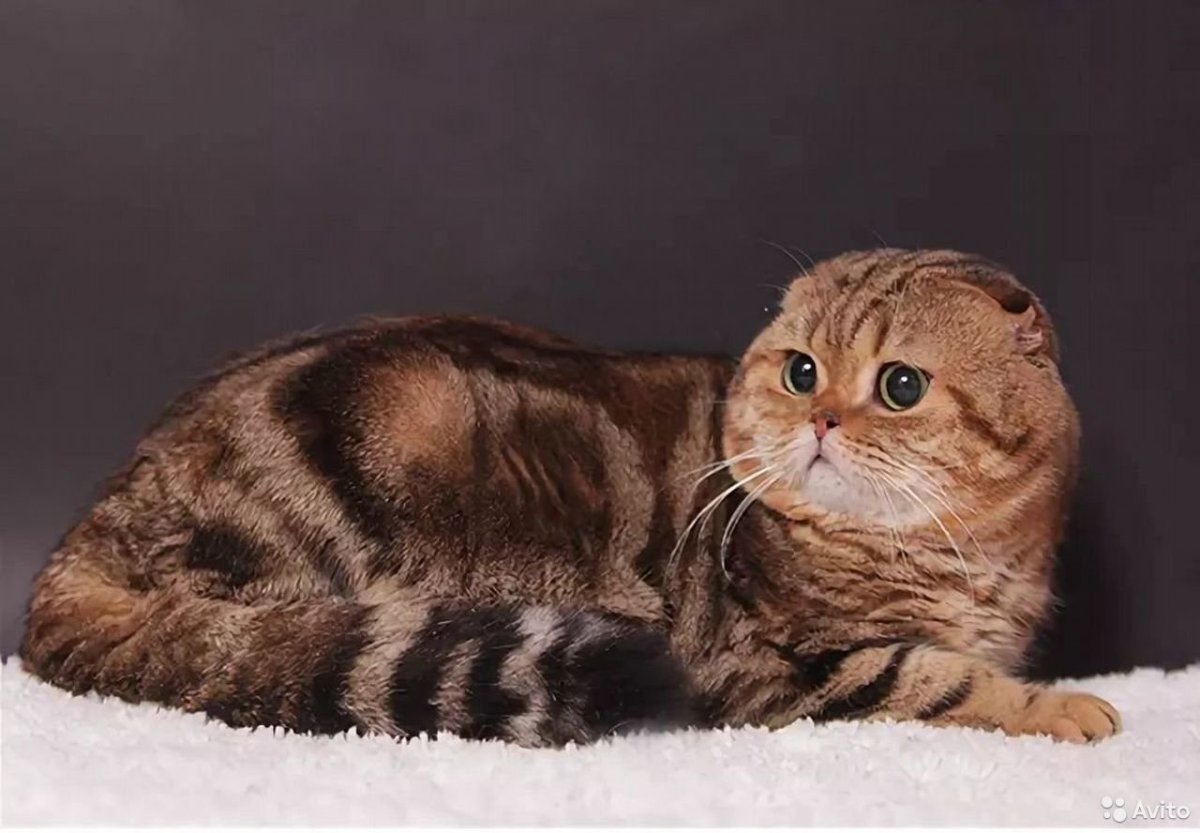 Скоттиш-фолд Шотландская мрамор