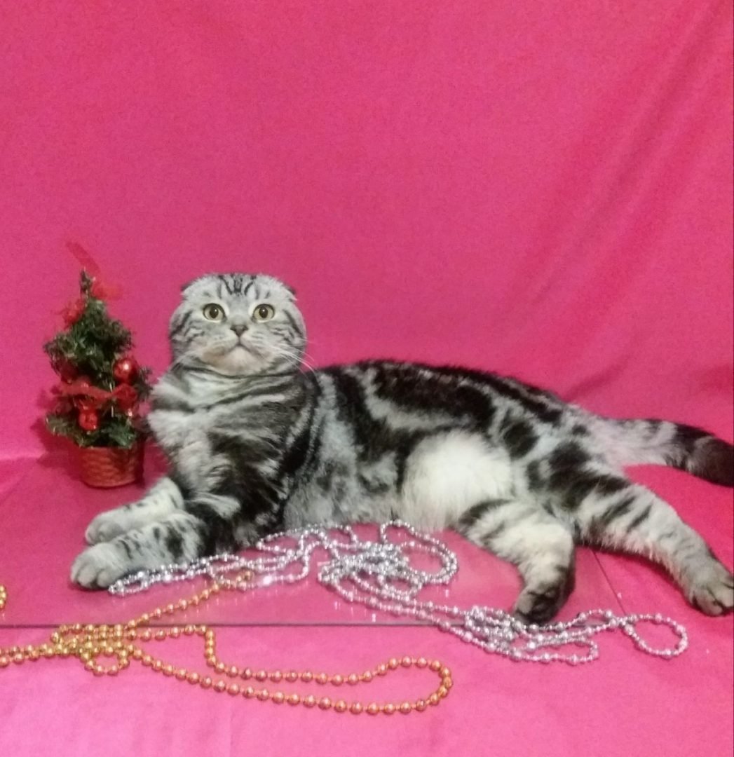 Вязка шотландский кот вислоухий