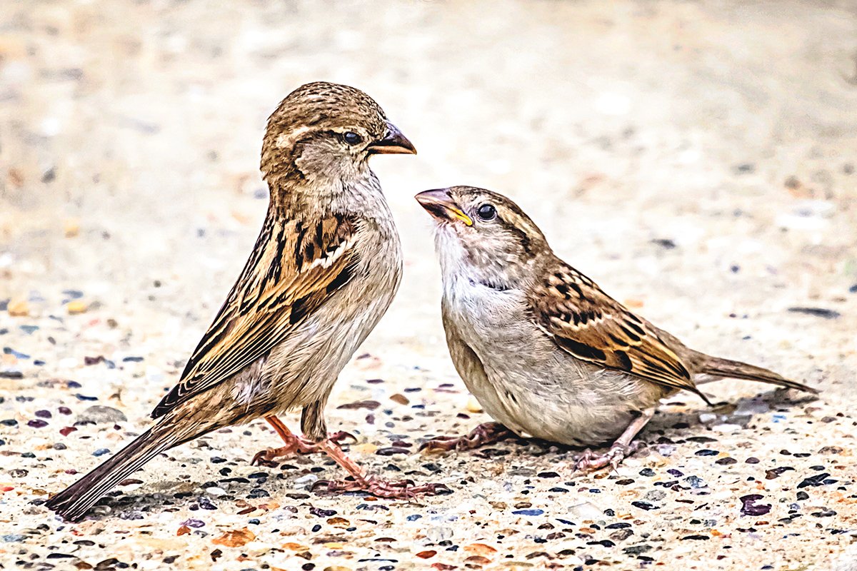 Птичка клюет зернышки