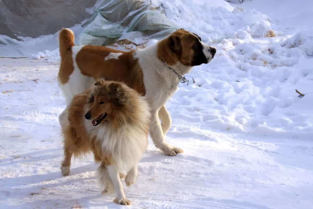 Кавказский алабай