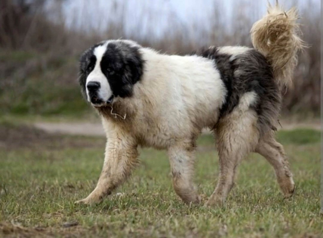 Алабай рыжий