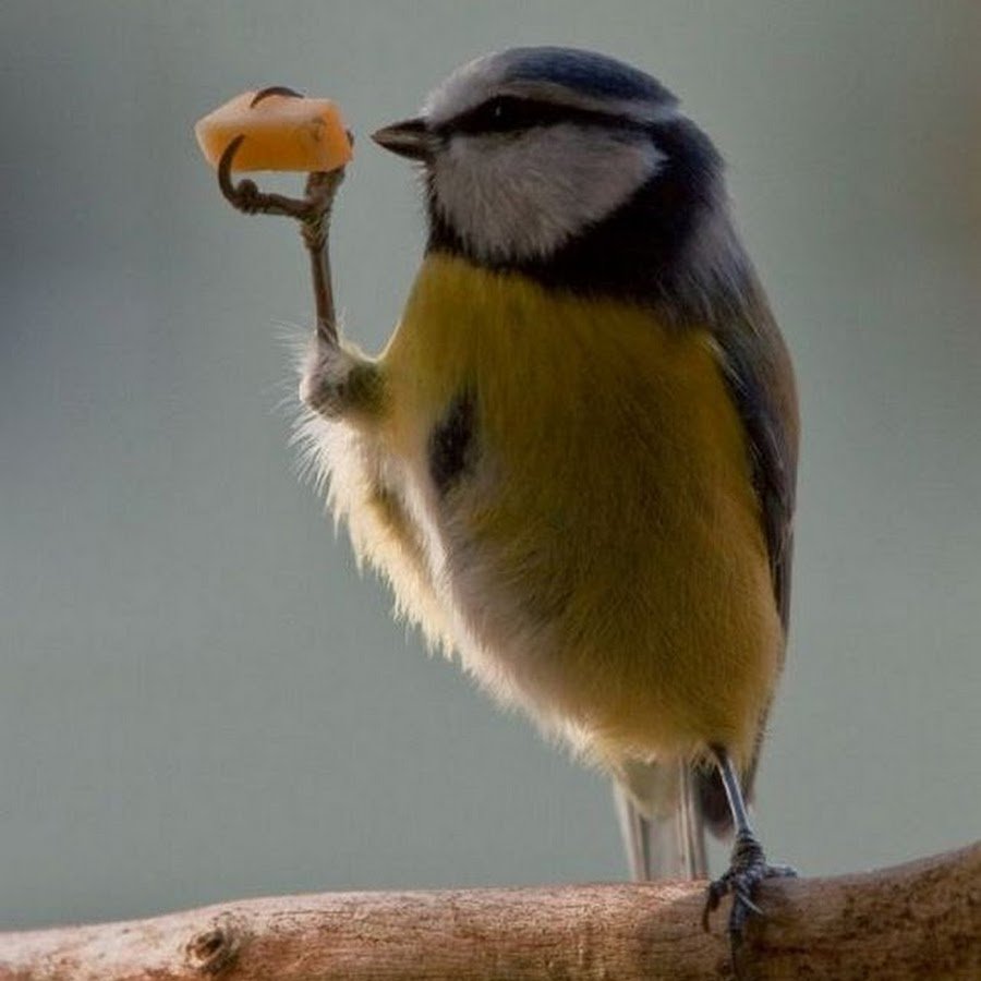 Желтая птица