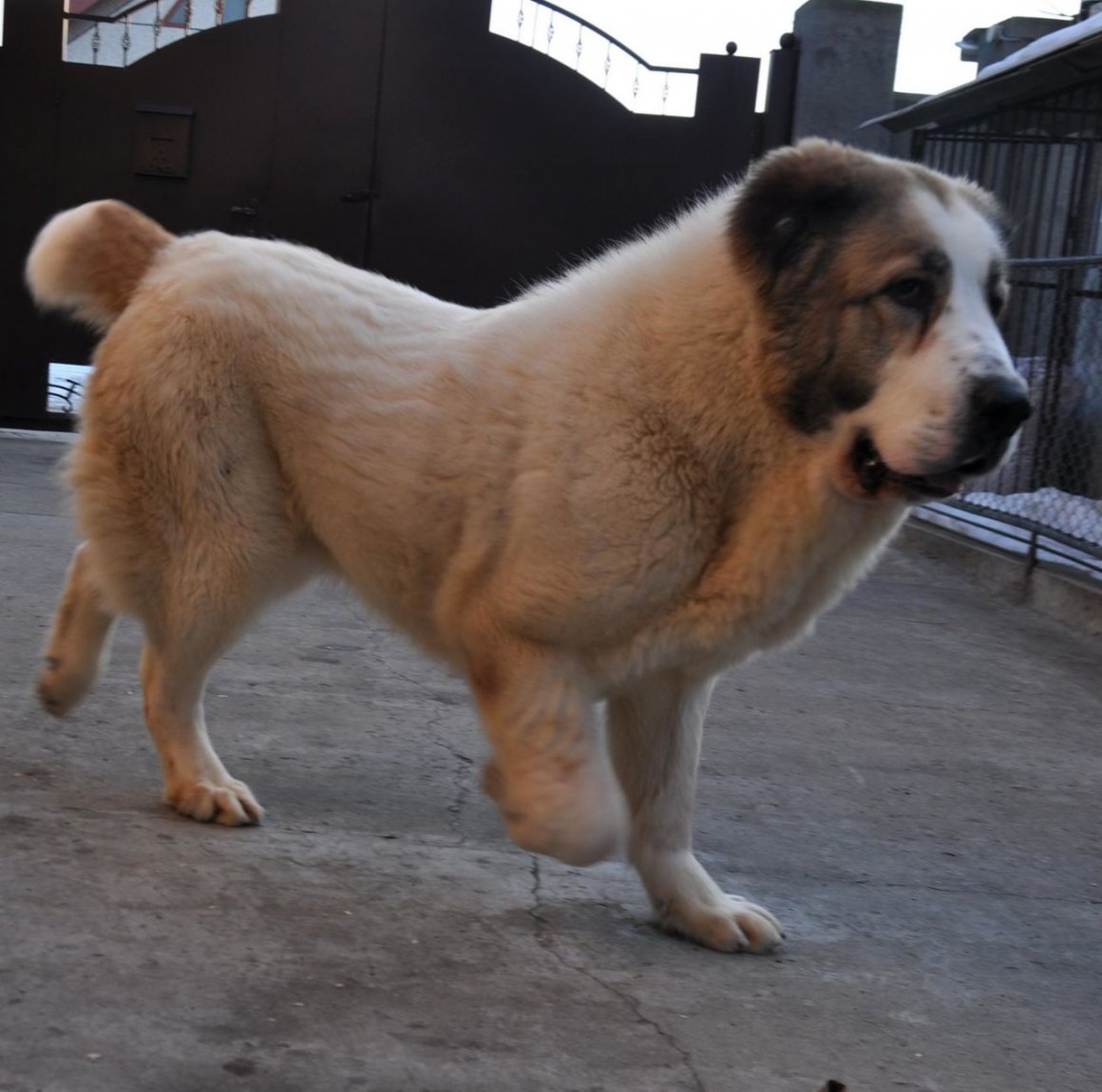 Пиренейский мастиф о породе