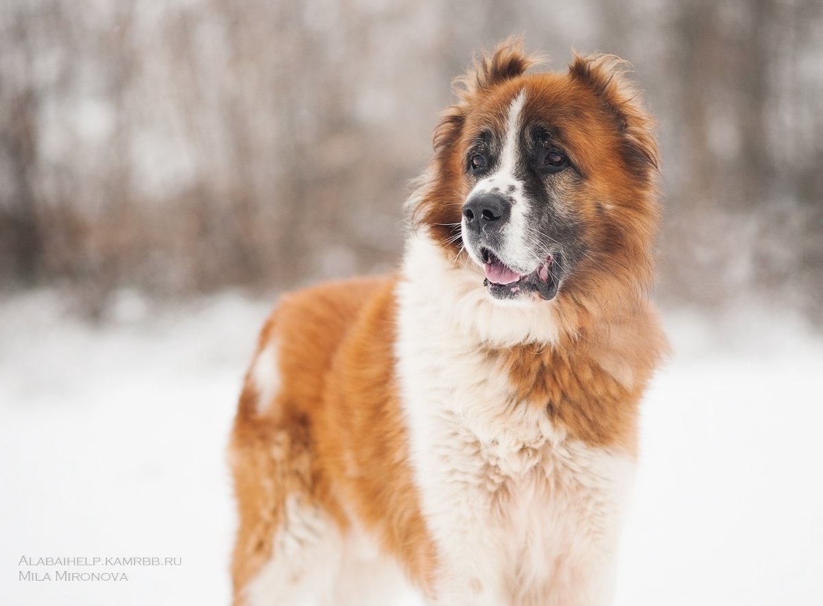 Собака Пиренейский мастиф