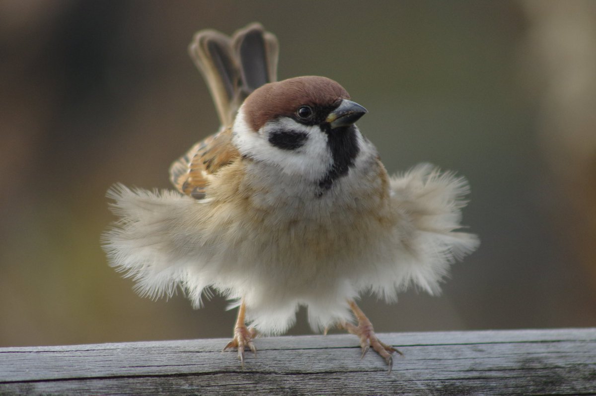 Канарейка смешная