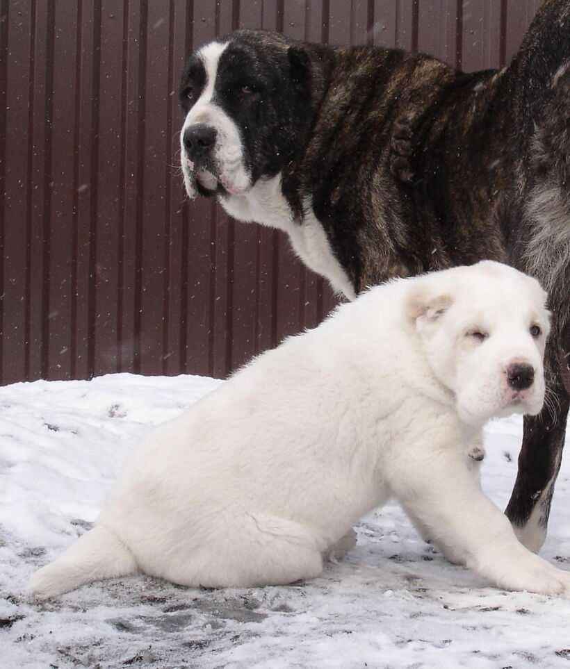Среднеазиатская овчарка