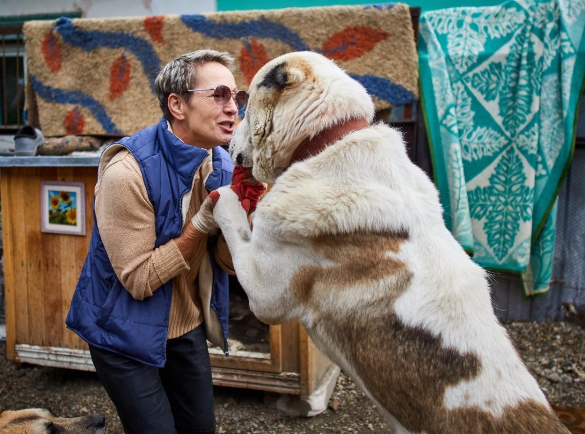 Тибетский мастиф