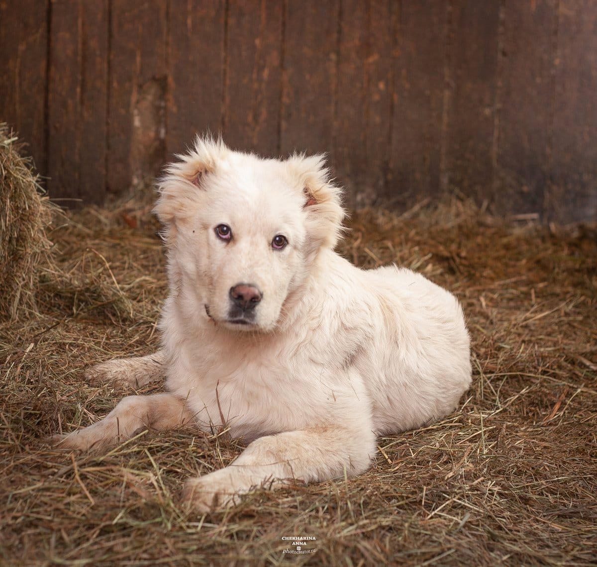 Волкодав Среднеазиатская овчарка алабай