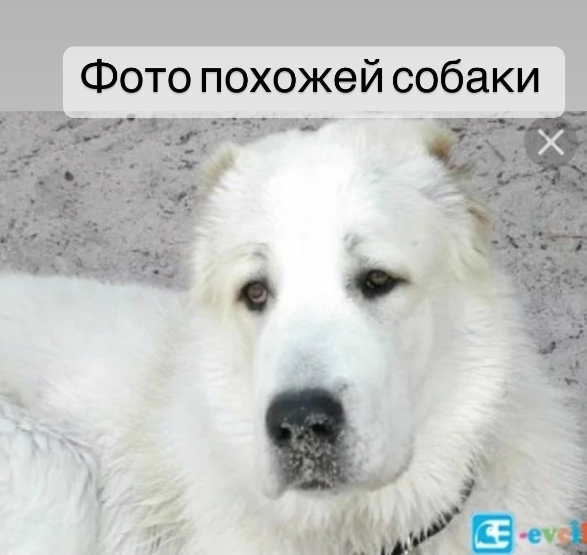 Кавказская овчарка альбинос