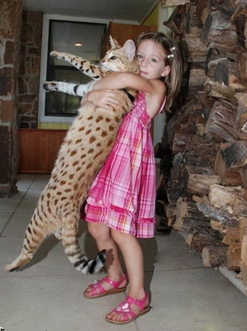 Мейн кун Ашера