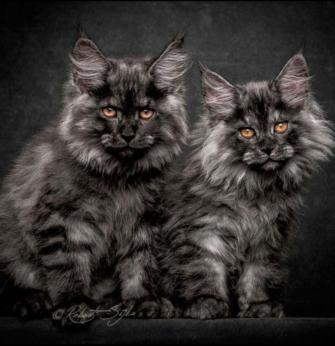 Кот Мейн кун на руках