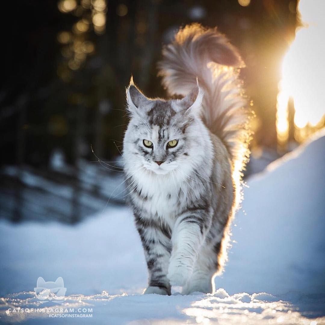 Рысь и Мейн кун