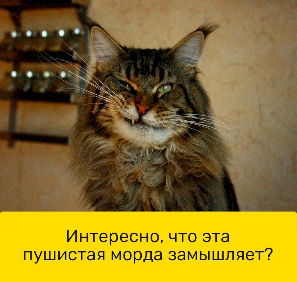 Манул и Мейн кун