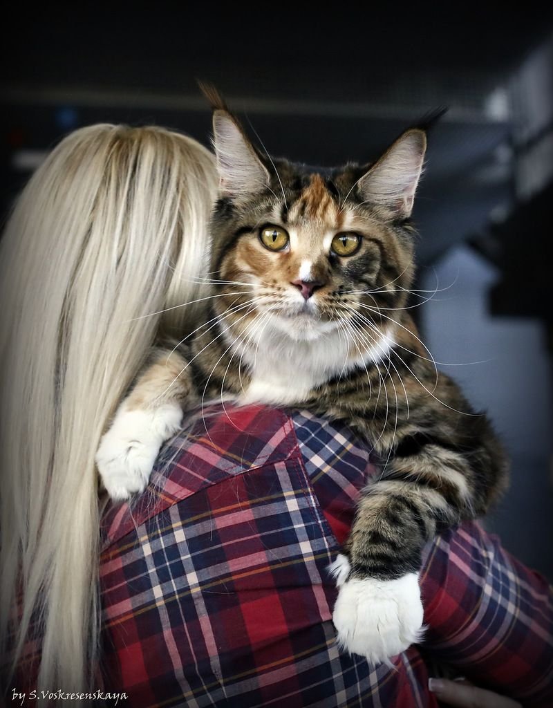 Коты Воители Мейн кун