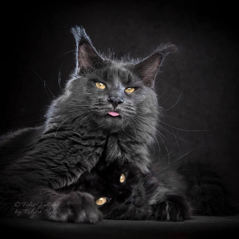 Кот Мейн кун