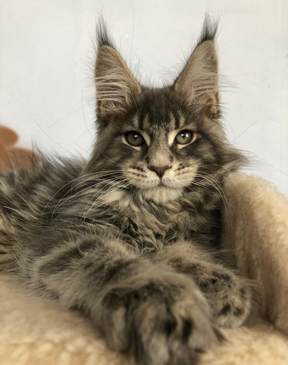 Кот Мейн кун