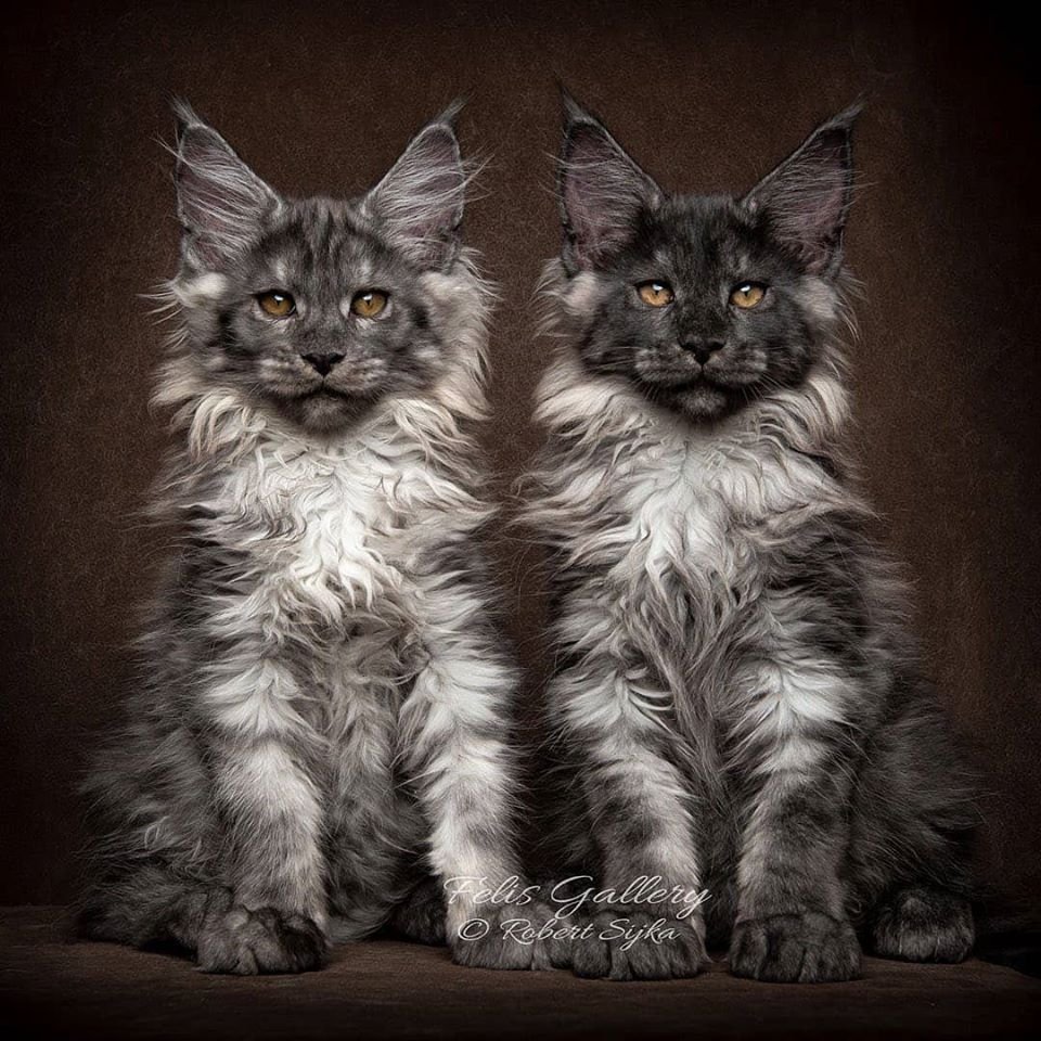 Кошки даром порода Мейн кун