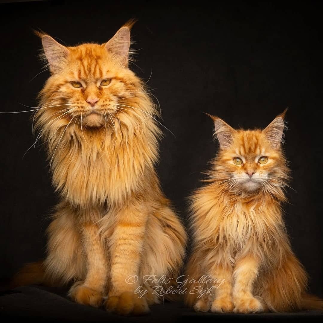 Порода майкун кошки черный