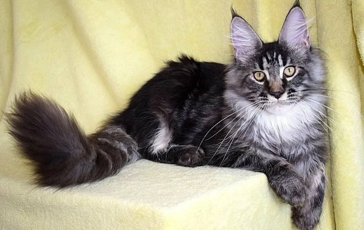 Мейн кун девочка