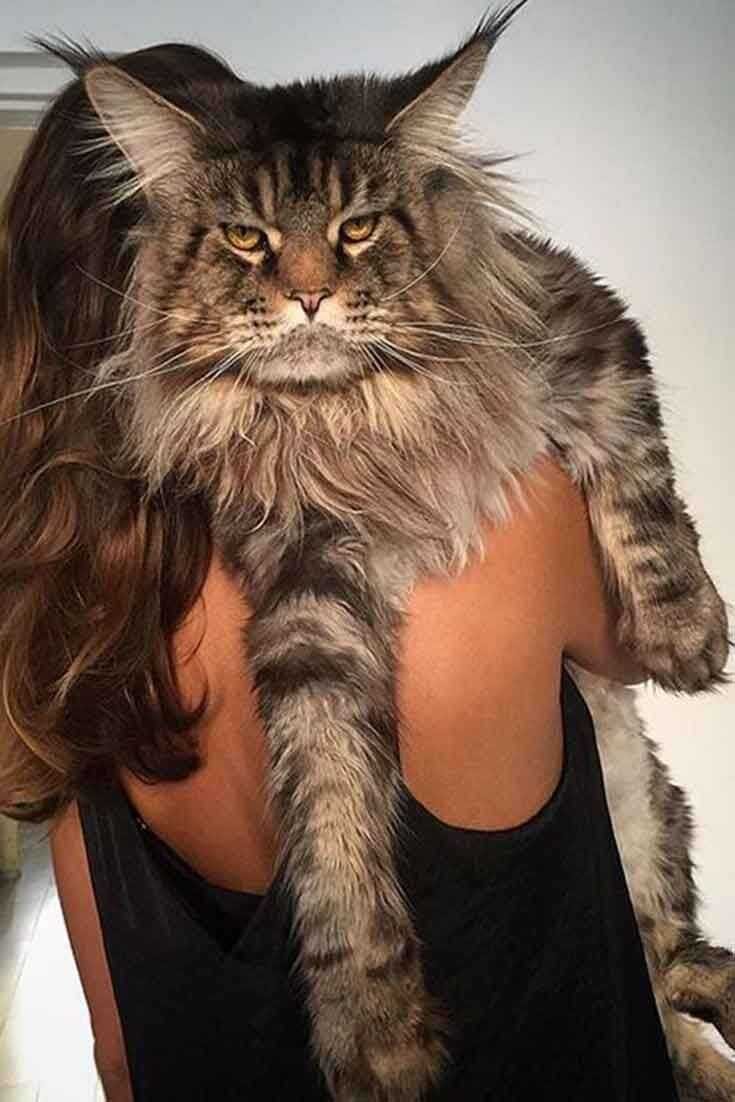 Кот и кошка Мейн кун