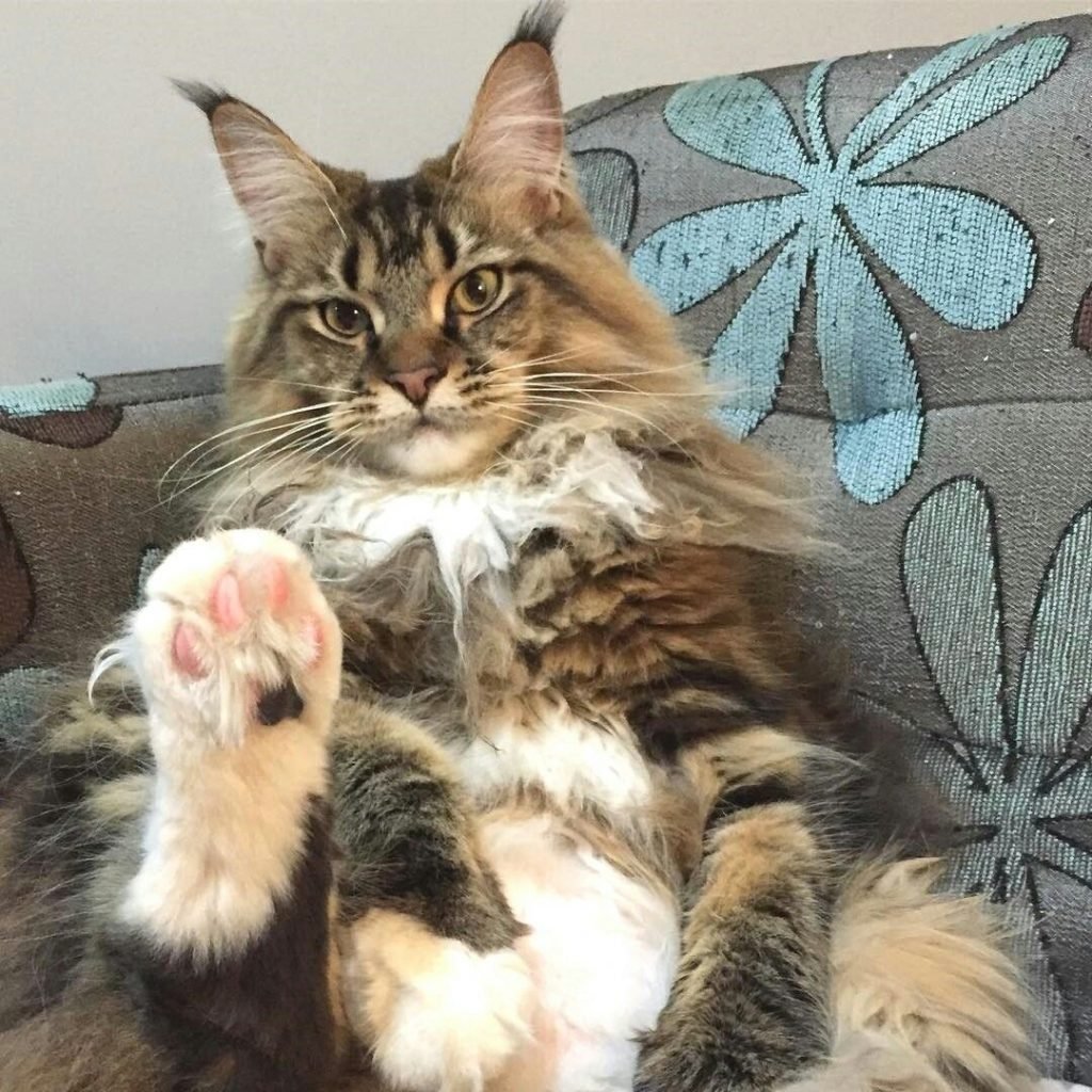 Кошка Мейн кун