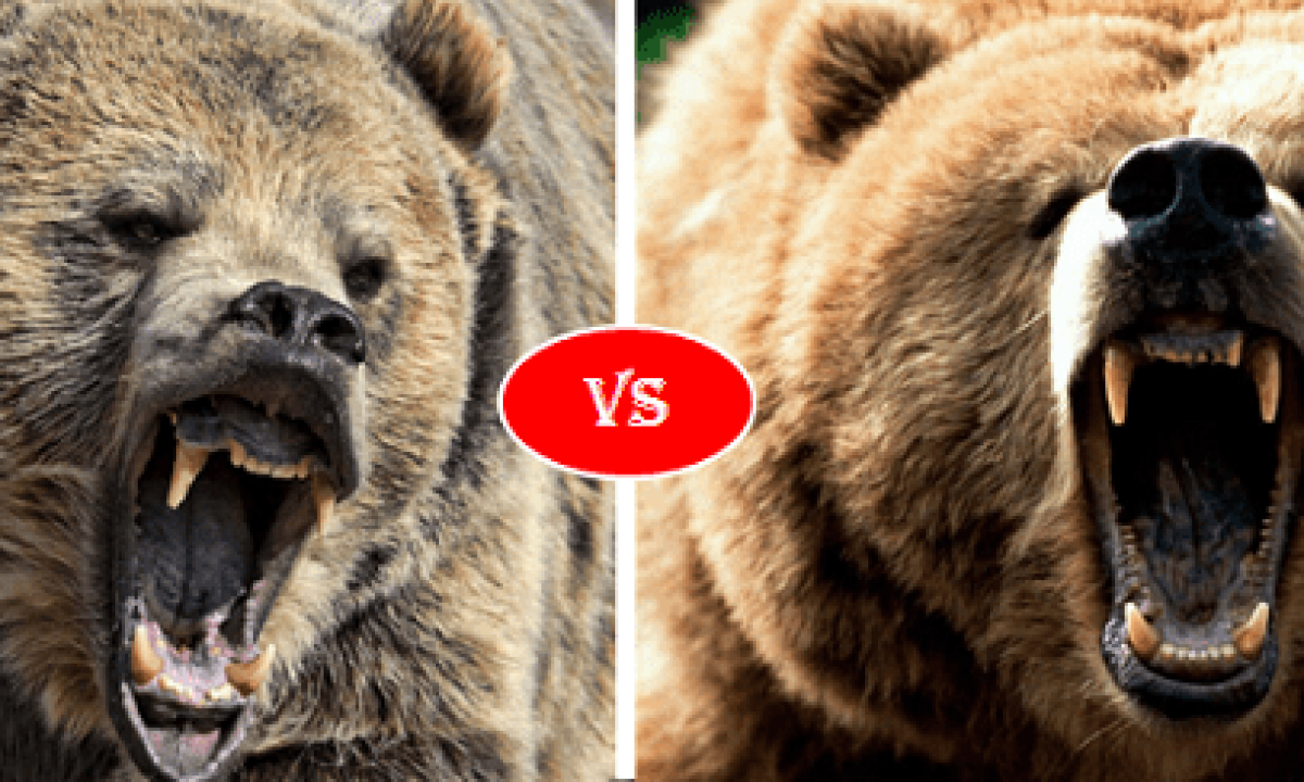 Какой медведь сильнее. Кадьяк медведь против Гризли. Медведь Гризли против бурого медведя. Гризли vs бурый медведь. Полярный медведь против Гризли.