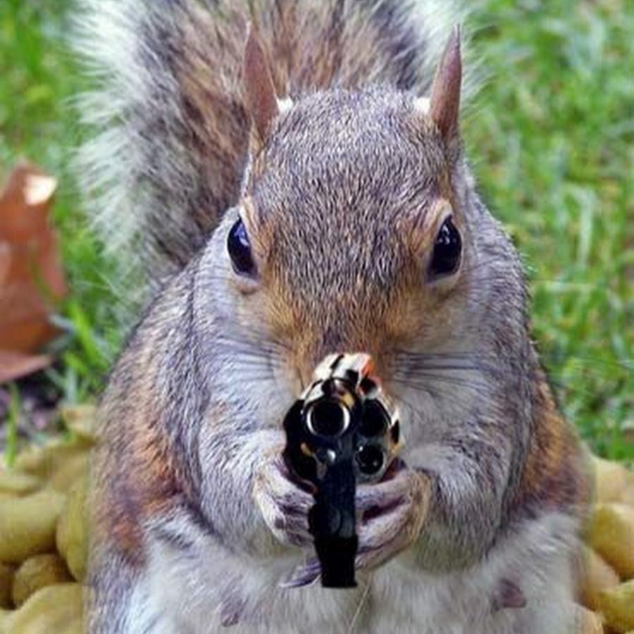 Белка с автоматом