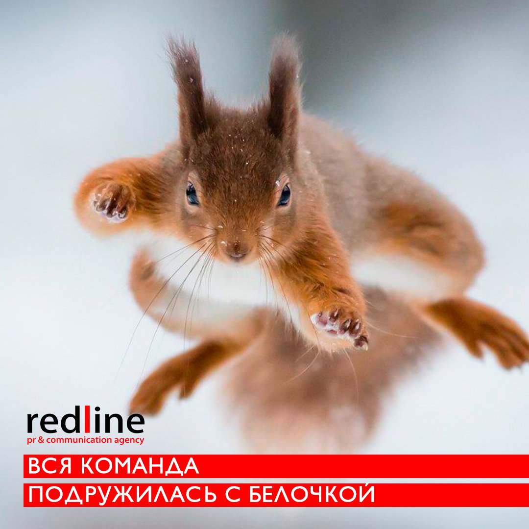 Белка в рекламе