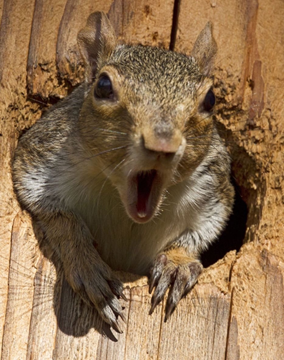 Бешеные белки