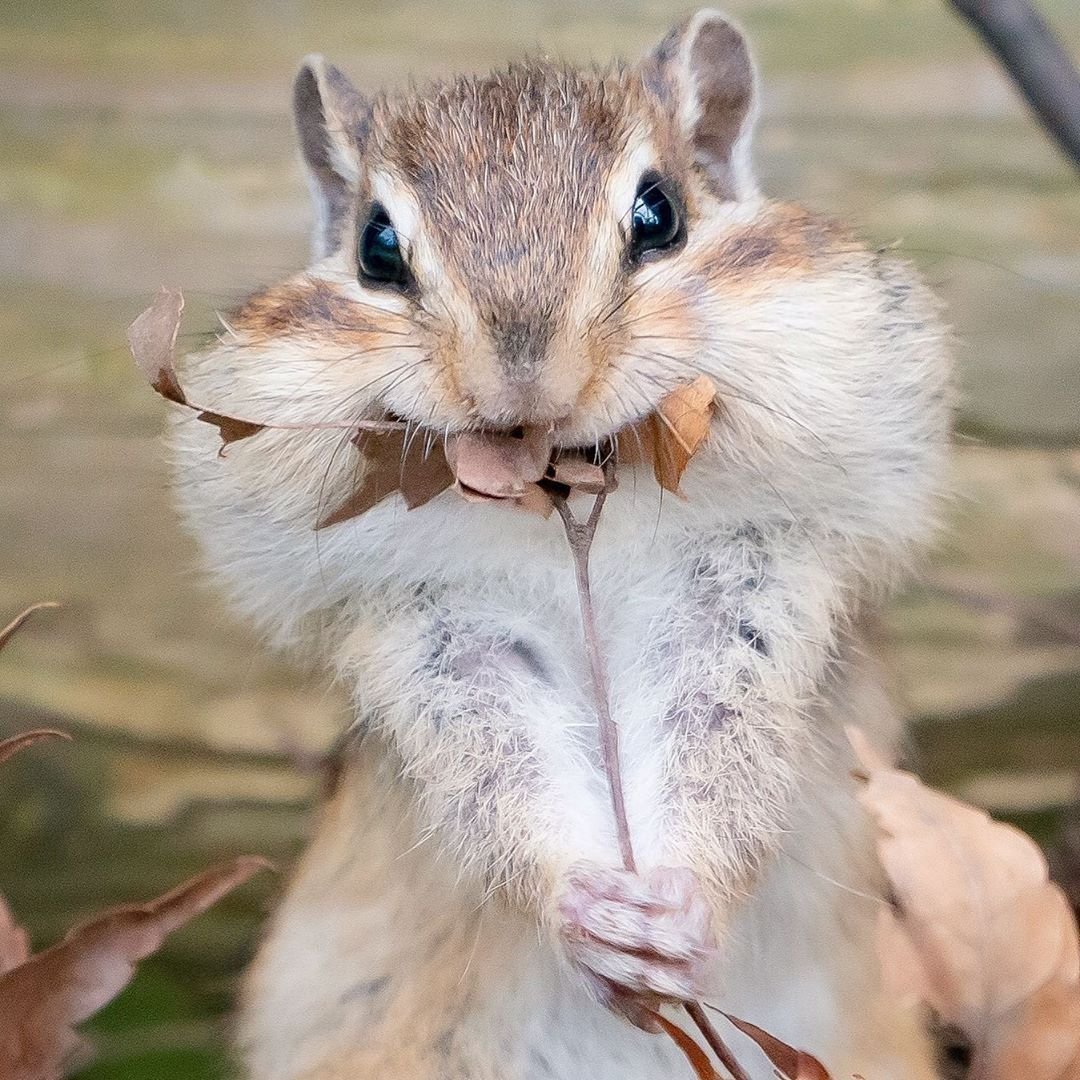 Хомяк и бурундук