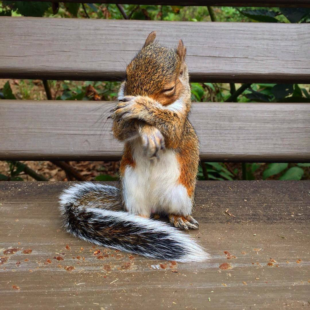 Белка плачет