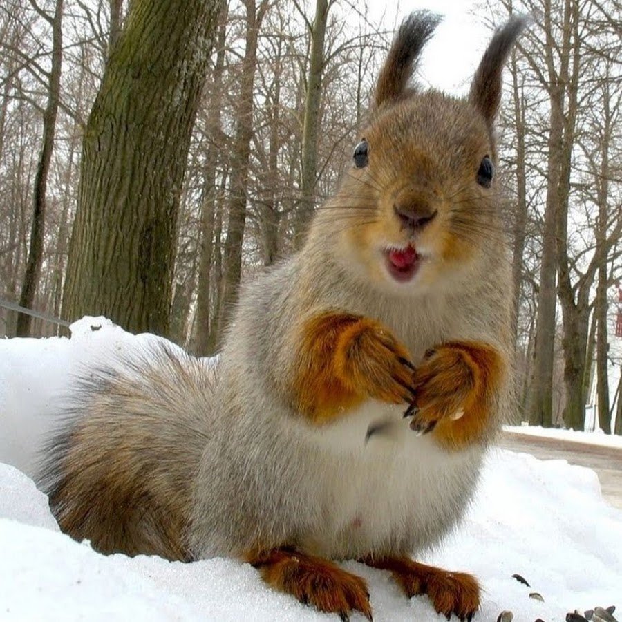 Белка Хитромордая