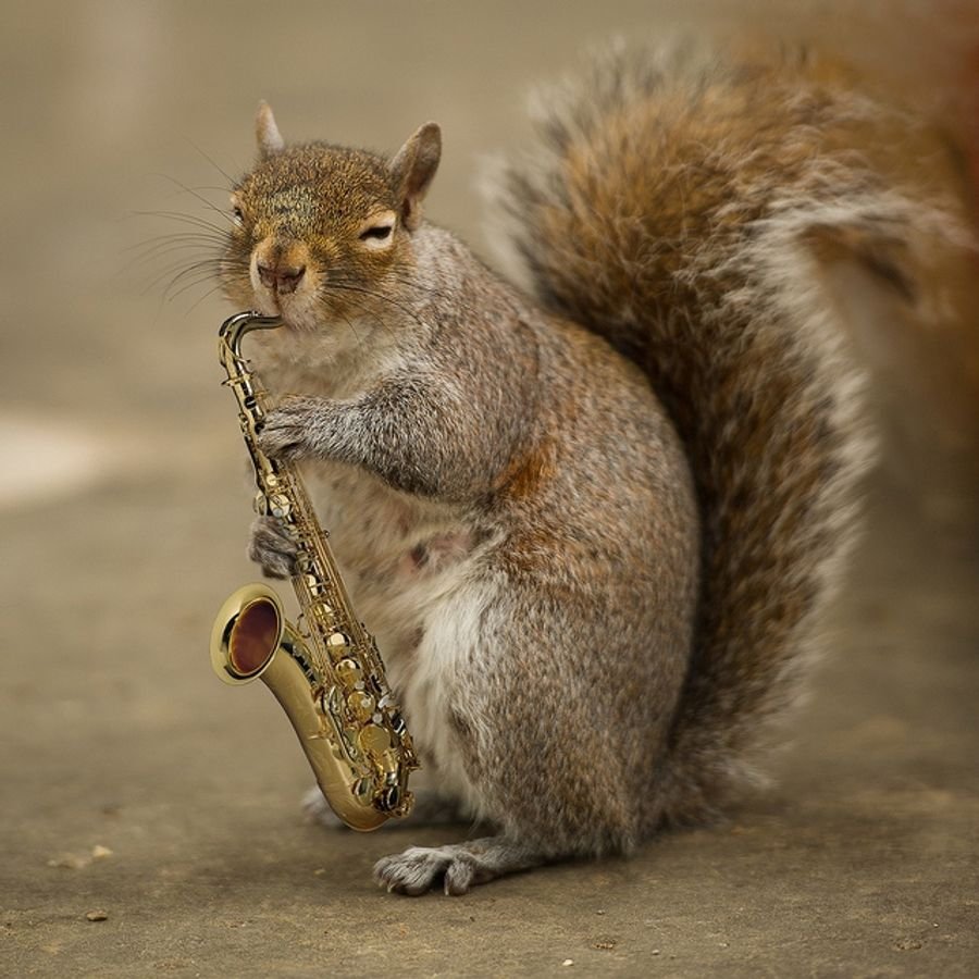 Наглая белка